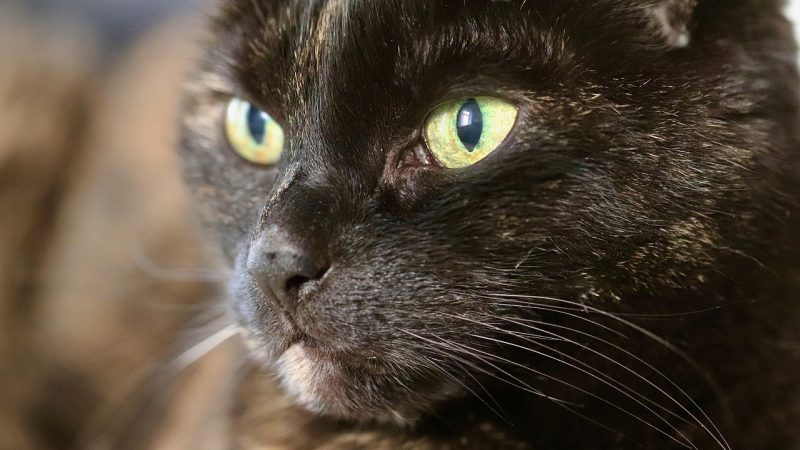 猫眼与淘票票对比：两大平台如何选择