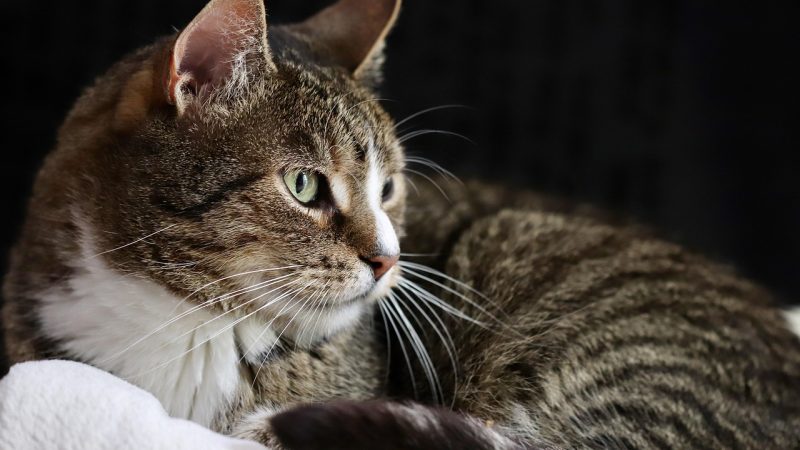 猫眼专业版功能详解:数据从业者的核心工具
