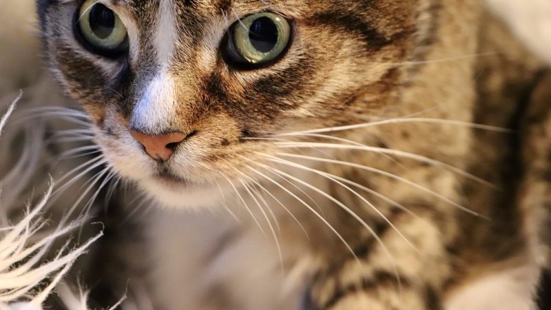 猫眼新手使用指南 · 五步上手