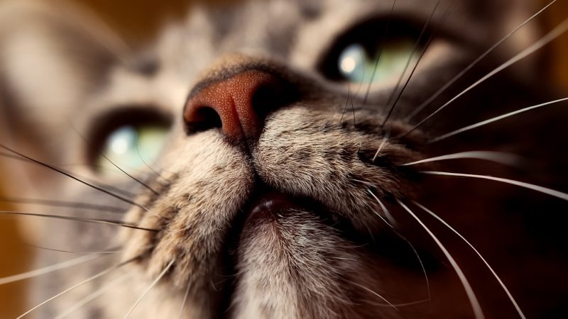 猫眼新手使用指南 · 五步上手