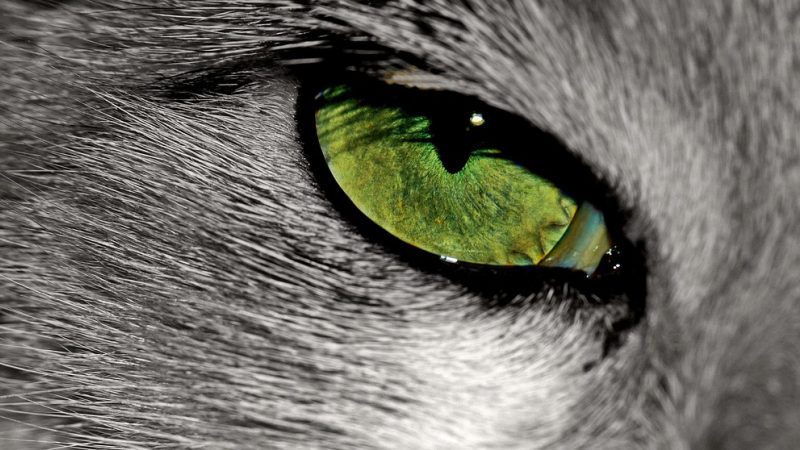 猫眼电影购票完整攻略:选座、优惠、退改全流程
