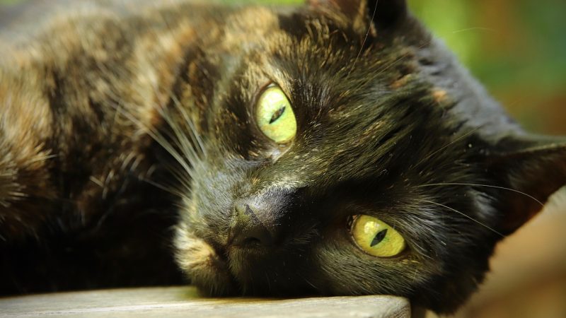 猫眼的发展历程