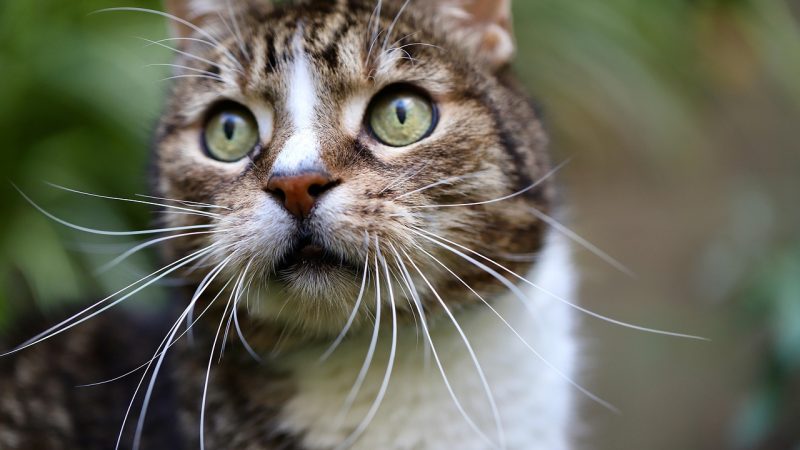 猫眼评分机制深度解析:与豆瓣、IMDb有何不同