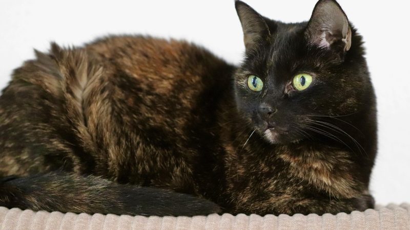 猫眼 使用须知与版权说明