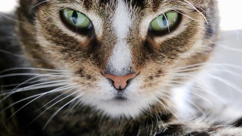 猫眼 最新专题更新