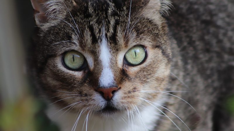 猫眼 读者评论:真实用户怎么说