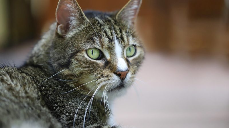 猫眼App使用体验评测：界面、速度与稳定性